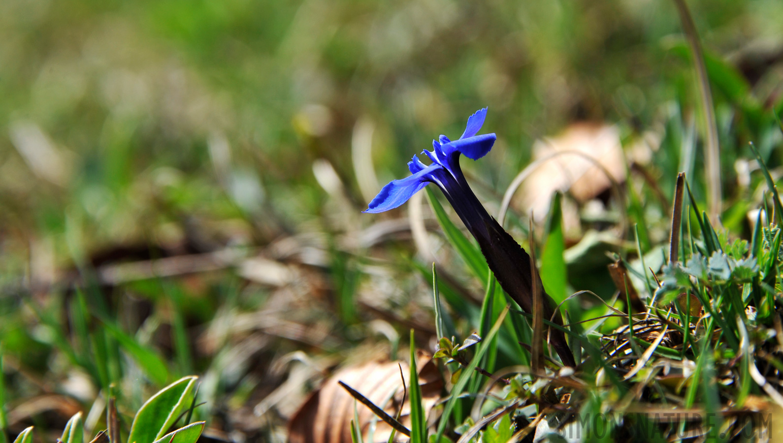 Frühlings-Enzian (Gentiana verna) [300 mm, 1/400 Sek. bei f / 9.0, ISO 250]